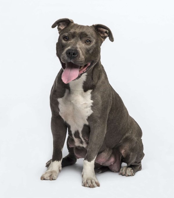 Quel caractère possède un chiot American staff ?